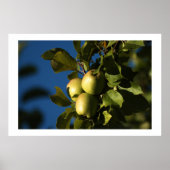 リンゴ ポスター (正面)