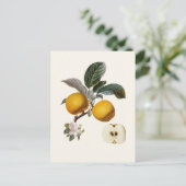 リンゴ ポストカード (スタンド正面)