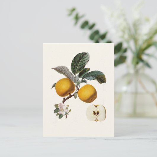 リンゴ ポストカード (スタンド正面)