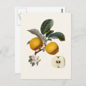 リンゴ ポストカード (正面/裏面)