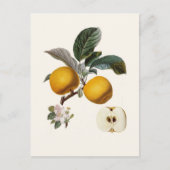 リンゴ ポストカード (正面)