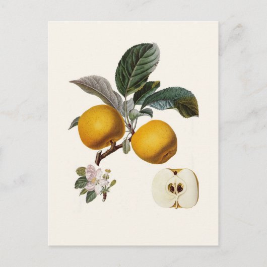 リンゴ ポストカード (正面)