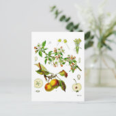 リンゴ ポストカード (スタンド正面)