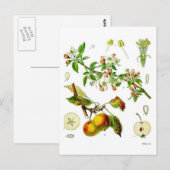 リンゴ ポストカード (正面/裏面)