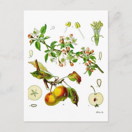 リンゴ ポストカード (正面)