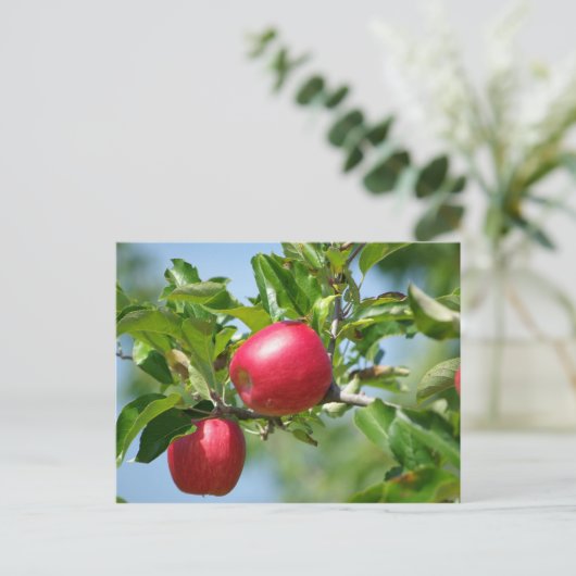 リンゴ ポストカード (スタンド正面)