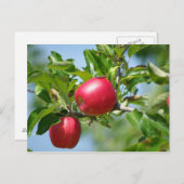 リンゴ ポストカード (正面/裏面)