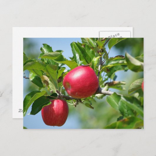 リンゴ ポストカード (正面/裏面)