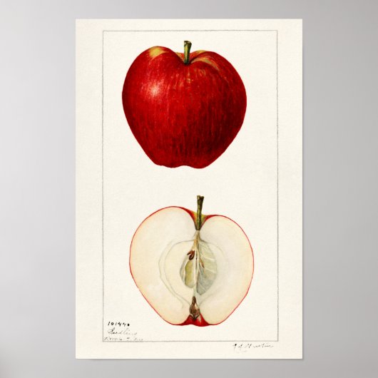 リンゴ(Malus Domestica)果実水絵画色 ポスター (正面)