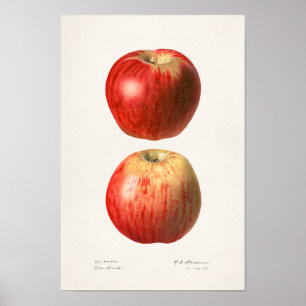 リンゴ(Malus Domestica)果実水絵画色 ポスター