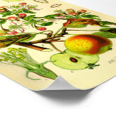 リンゴ(Pyrus malus) ポスター (角)