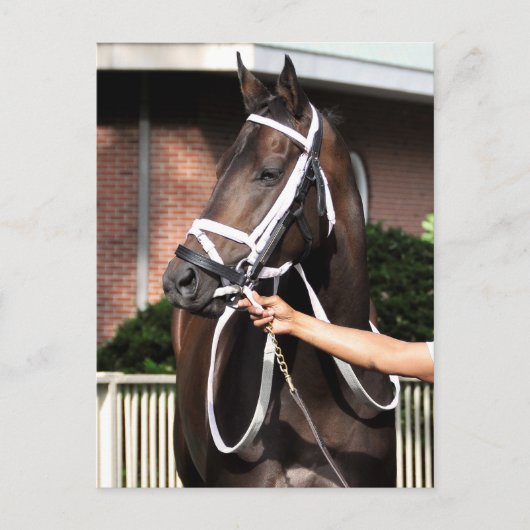 リンダ・ミミおめでとう ポストカード (正面)