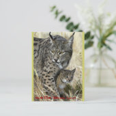 リンチェイベリコ – イベリアンリンクス ポストカード (スタンド正面)