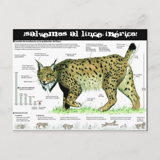 リンチェイベリコ、サルベモスアルリンチェイベリコ! ポストカード (正面)