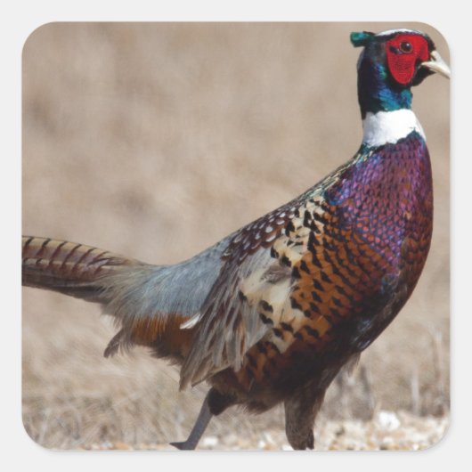 リンチェクキジ スクエアシール (正面)