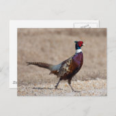 リンチェクキジ ポストカード (正面/裏面)