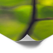 リンデン葉 ポスター (角)