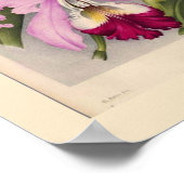 リンデン・オーキッド「キプリペディウム・ストーンイ」 ポスター (角)