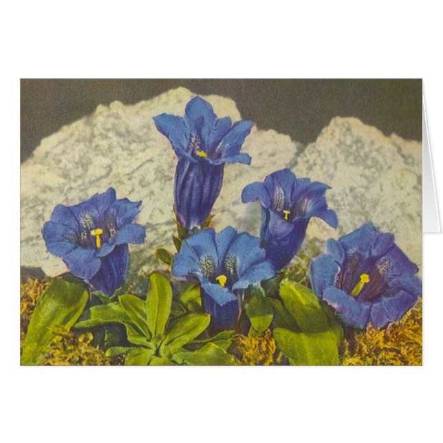 リンドウの花 (正面横)