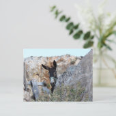 リンドスドンキー ポストカード (スタンド正面)