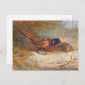 リンネックキジ、野生生物自然 ポストカード (正面/裏面)