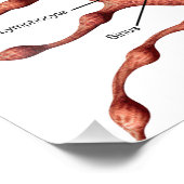 リンパ節ポスター フォトプリント            (角)