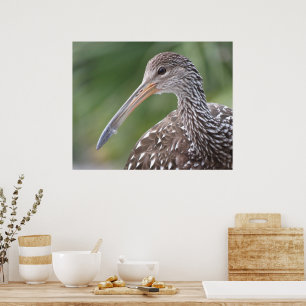 リンプキンクローズアップフロリダバードポートレート ポスター