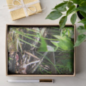 リンプキンヒヨコ – フロリダ渉禽ティッシュペーパー 薄葉紙 (ギフト)