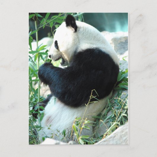 リンホイ ポストカード (正面)