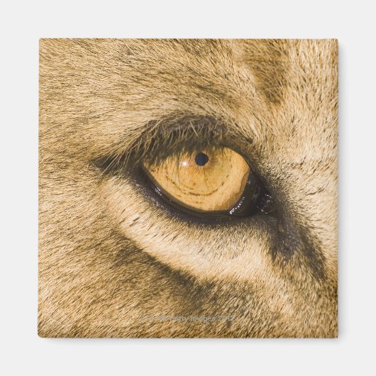 リンポポ州クルーガー国立公園 マグネット (正面)