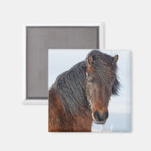 リーガルアイスランドホースのヘッドショット マグネット (正面/裏面)