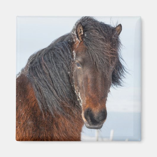 リーガルアイスランドホースのヘッドショット マグネット (正面)