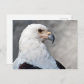 リーガルアメリカンバルドイーグルポートレート ポストカード (正面/裏面)