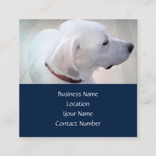 リーガルキュート白ラブラドールミックスドッグプロフィールブルー スクエア名刺 (正面)