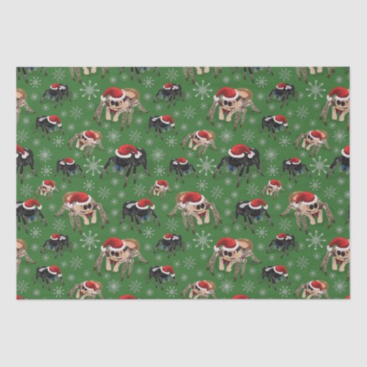 リーガルジャンピングスパイダーフィディポスレジウスホリデーモス 薄葉紙 (正面)