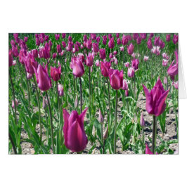 リーガルパープルチューリップ