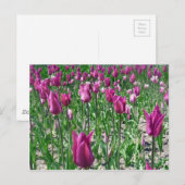 リーガルパープルチューリップ ポストカード (正面/裏面)