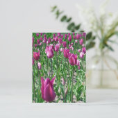 リーガルパープルチューリップ ポストカード (スタンド正面)