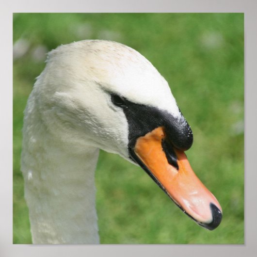 リーガルホワイトスワン自然 ポスター (正面)