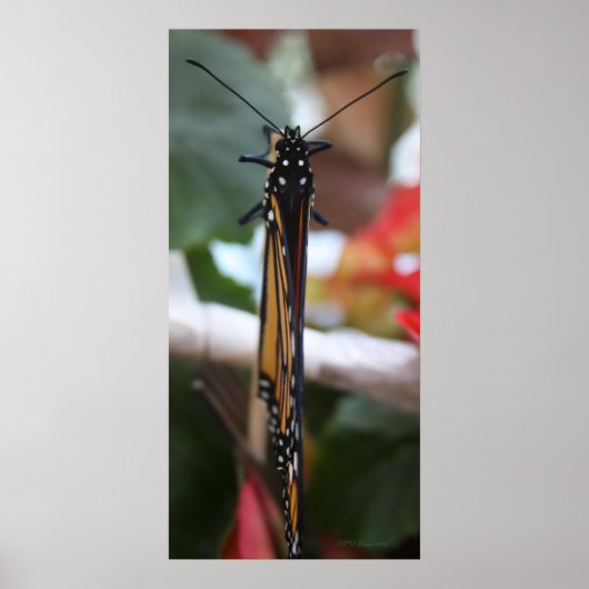 リーガルポーズ(昆虫)オオカバマダラ、モナーク ポスター (正面)