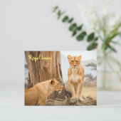 リーガルライオンズハガキ ポストカード (スタンド正面)