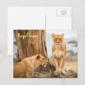 リーガルライオンズハガキ ポストカード (正面/裏面)