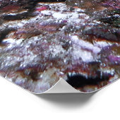 リーガルライオンフィッシュ ポスター (角)