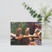 リーザードトリオ ポストカード (スタンド正面)