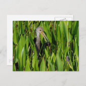 リーズの中のリンプキン ポストカード (正面/裏面)