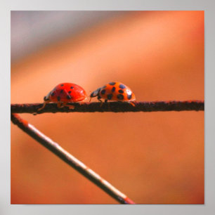 リーダー遊の後を追Ladybugsクローズアップ ポスター