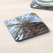 リーチハイバイシャーリーテイラー コースター (左側)