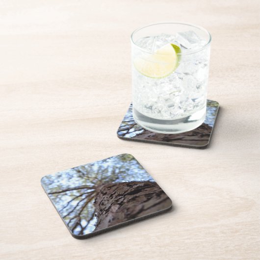 リーチハイバイシャーリーテイラー コースター (右側)