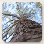 リーチハイバイシャーリーテイラー コースター (正面)