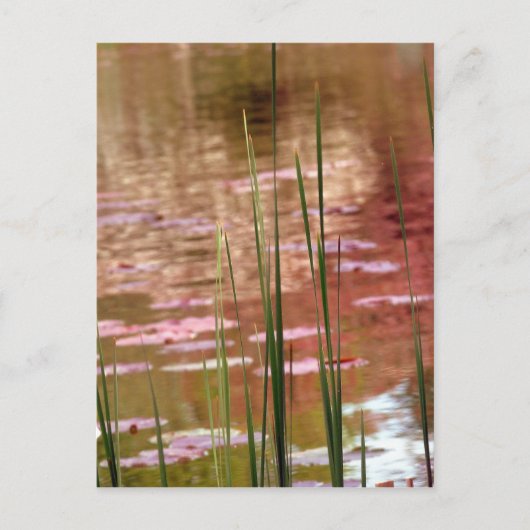 リードを通る水 ポストカード (正面)